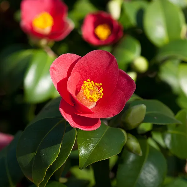 Searles How to grow Camellia japonicas